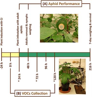 Sensing the Danger Signals: cis-Jasmone Reduces Aphid Performance on Potato and Modulates the Magnitude of Released Volatiles